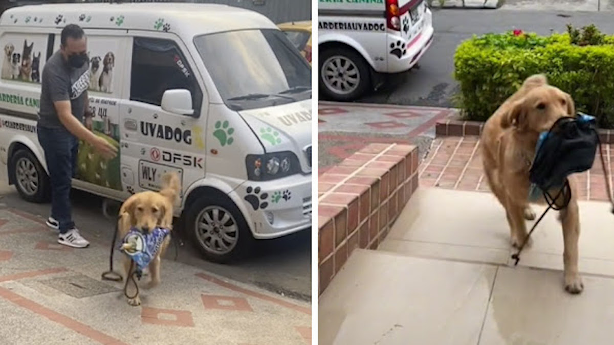 Vidéo: Un chien se rend à la garderie avec sa boîte à lunch et se fait un devoir de toujours la rapporter à la maison