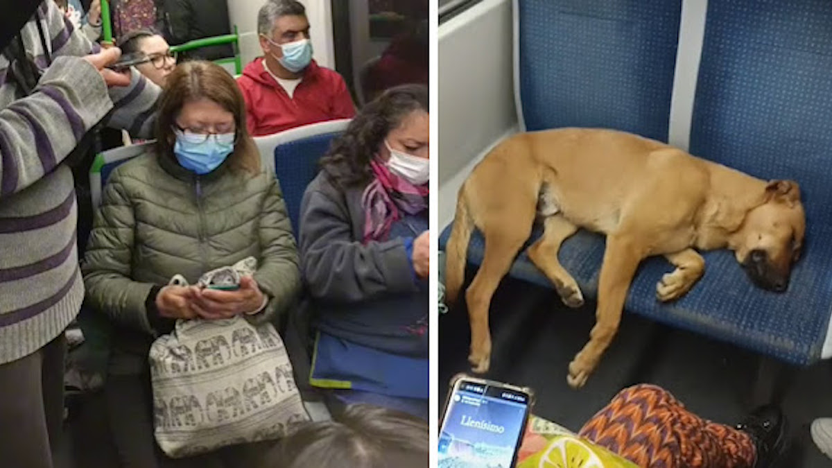 Vidéo: Un chien s'endort sur les sièges d'un train et les passagers décident de le laisser se reposer