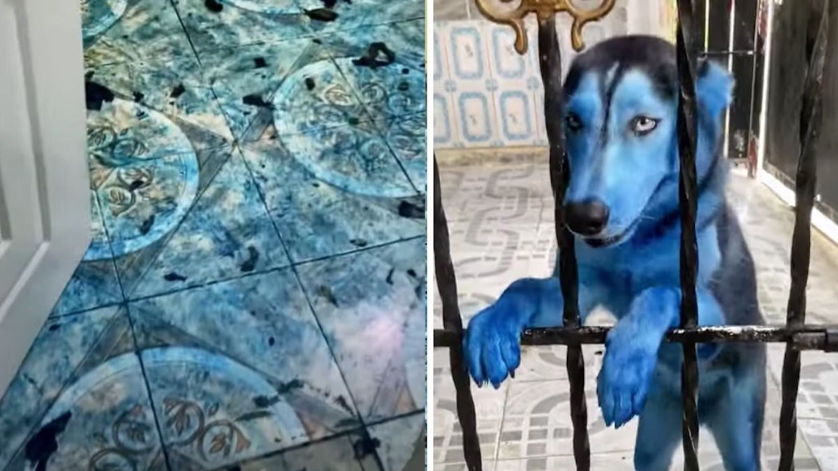 Vidéo: Un chiot a mâché une pilule de fumée bleue de son maître et s'est complètement teinté