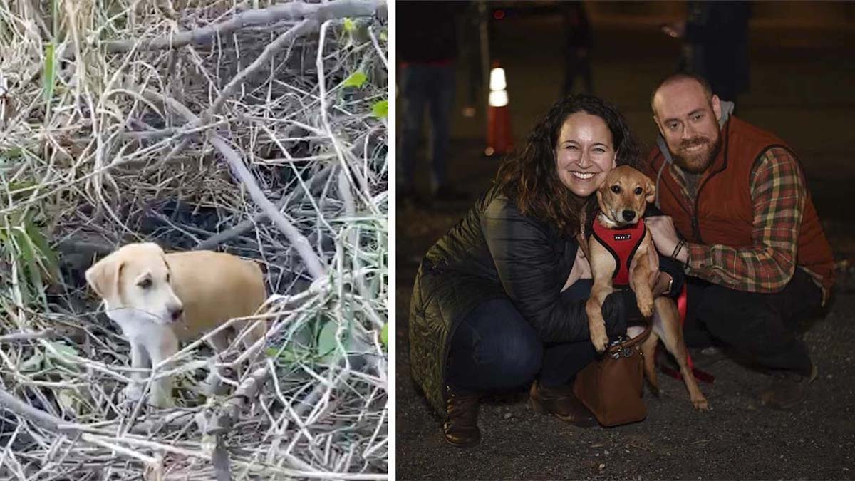 Vidéo: Un chiot abandonné dans une boîte en carton sur la plage retrouve une nouvelle vie