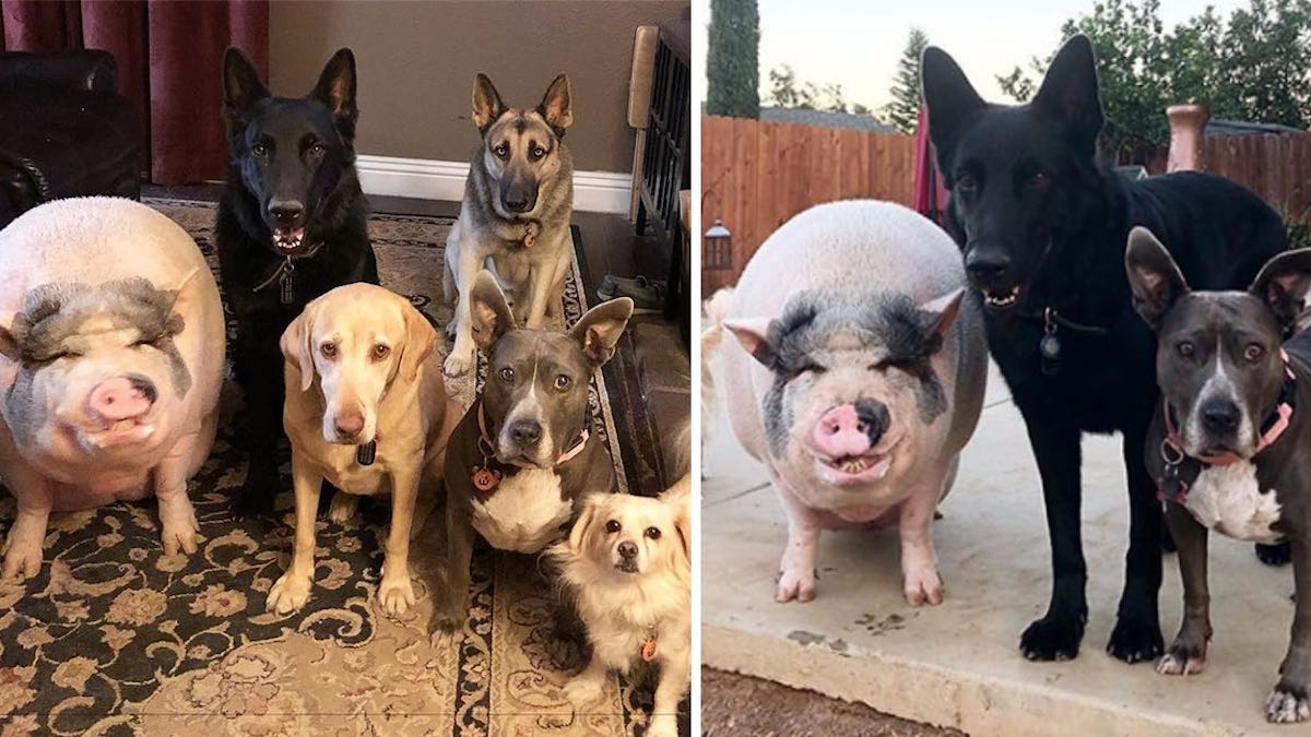 Vidéo: Un cochon a grandi avec 5 chiens et se comporte maintenant comme l'un d'eux