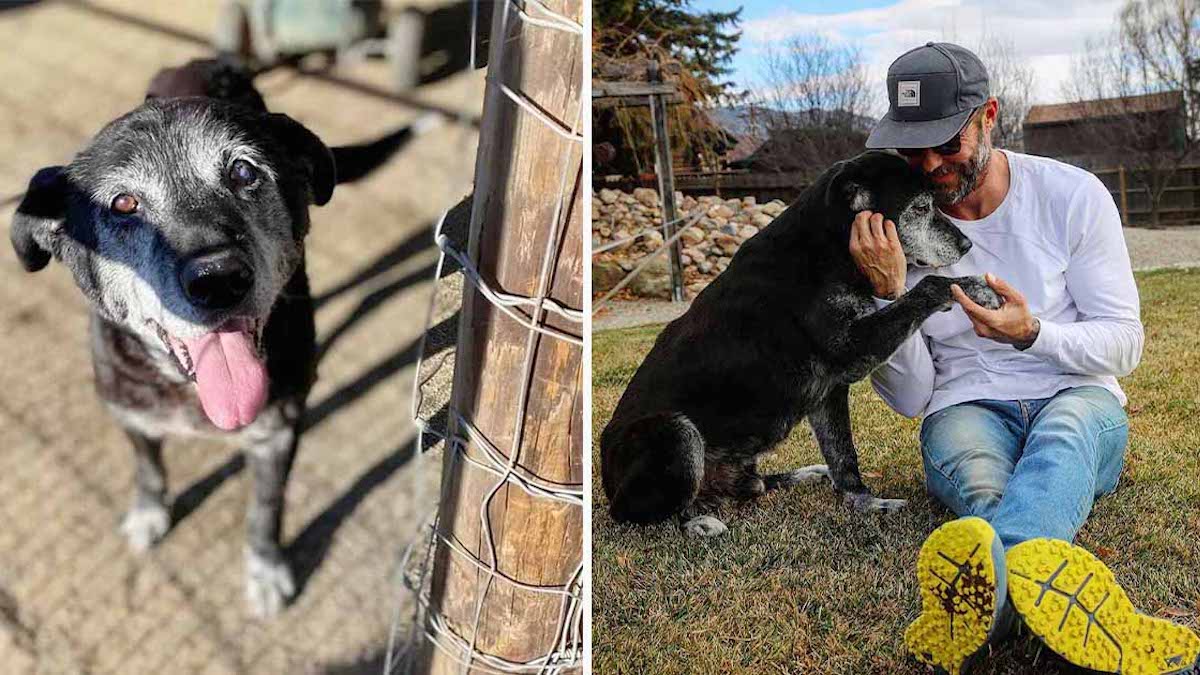 video-un-homme-adopte-un-chien-de-16-ans-et-sassure-que-ses-derniers-jours-soient-les-meilleurs-possibles