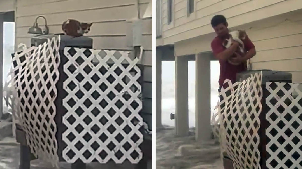 Vidéo: Un homme risque sa vie pour sauver un chat de la noyade dans un ouragan