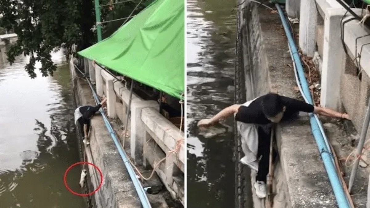Vidéo: Un jeune homme a risqué sa vie pour sauver un chat qui était en train de tomber dans la rivière