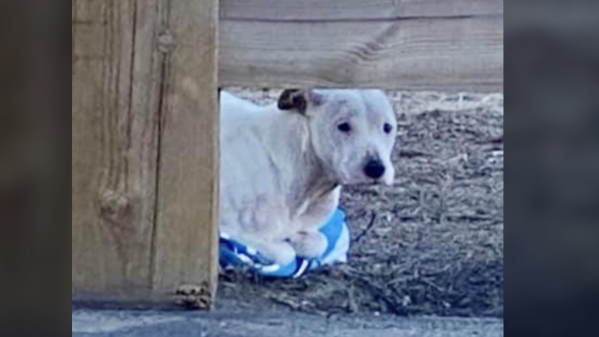 Vidéo: Un Pitbull, gelé et abandonné sur la route, s'accroche à une serviette pour essayer de se réchauffer