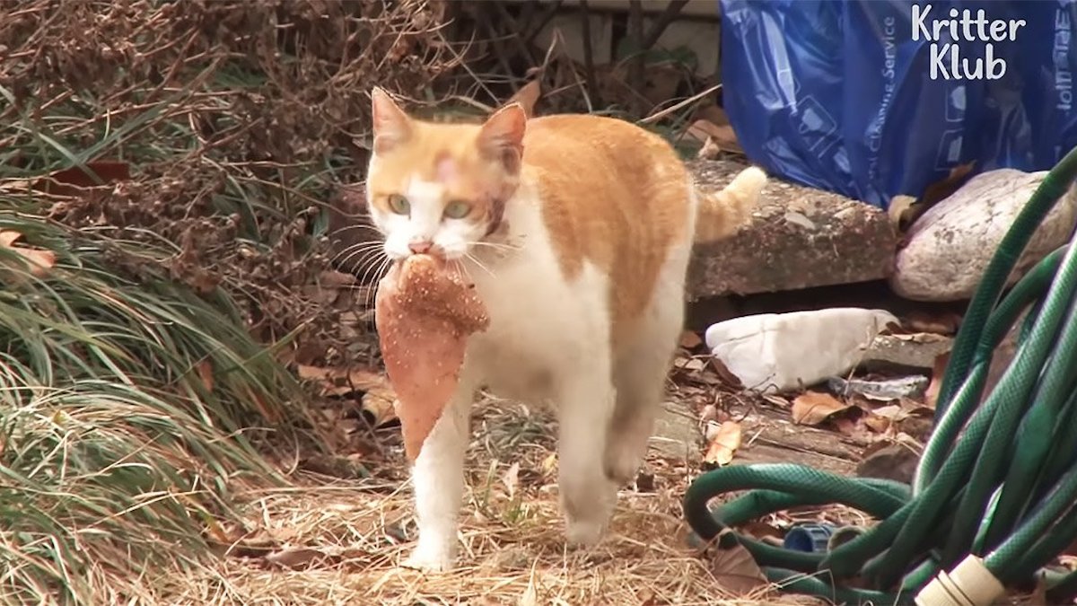 Vidéo: Une chatte errante a tout fait pour nourrir ses bébés malgré sa terrible blessure