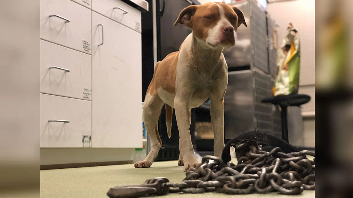 Vidéo: Une chienne est super heureuse après que des sauveteurs l'aient libérée d'une lourde chaîne