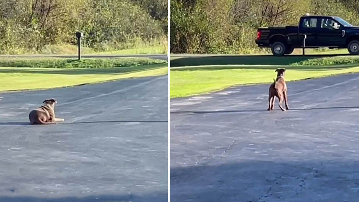 Vidéo: Une chienne sauvée court à la rencontre du van de son père tous les jours après le travail.