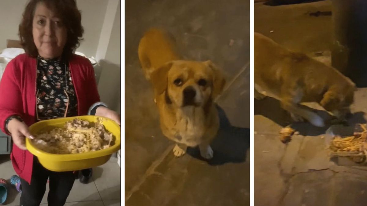Vidéo: Une dame prépare de la nourriture chaque soir et va la distribuer aux chiens errants