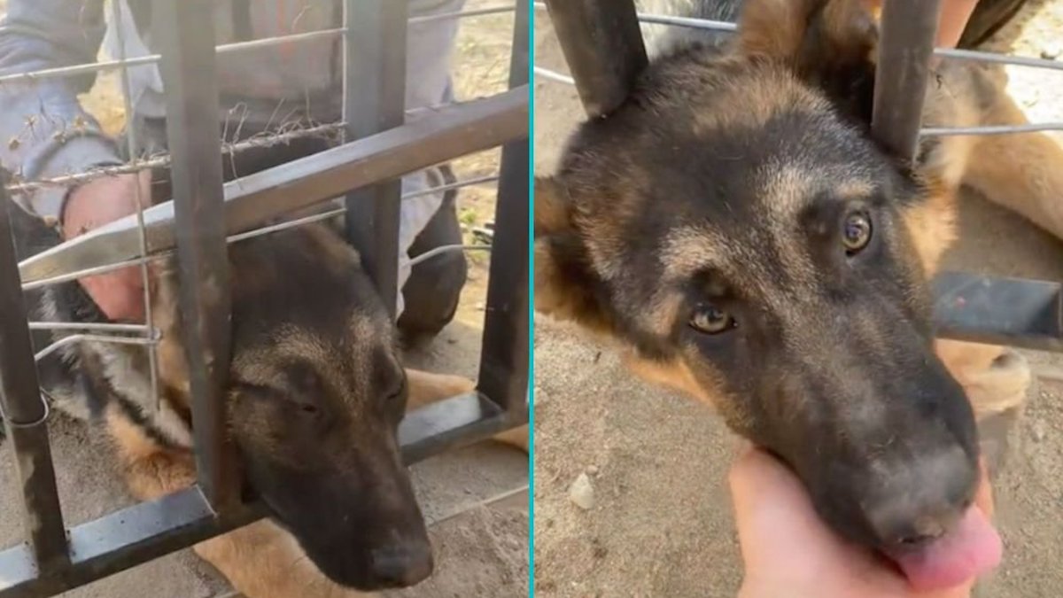Vidéo virale : des jeunes sauvent un chien qui hurlait, sa tête était coincée dans une clôture