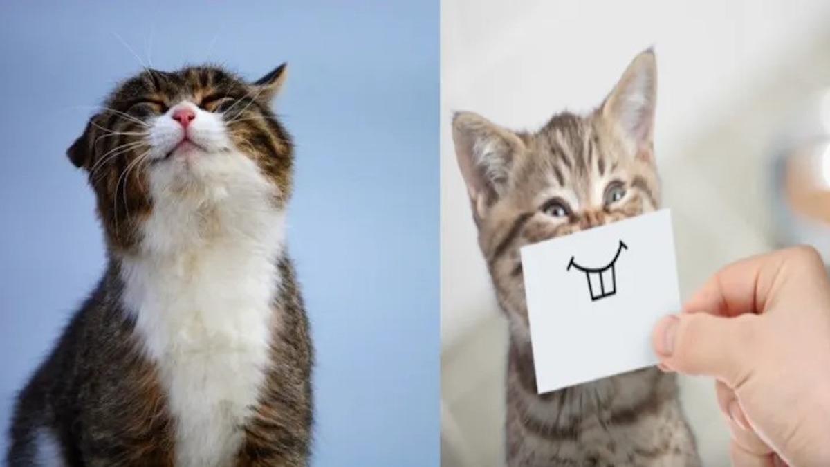 Voici es facteurs qui font que votre chat est très heureux et vous aime davantage