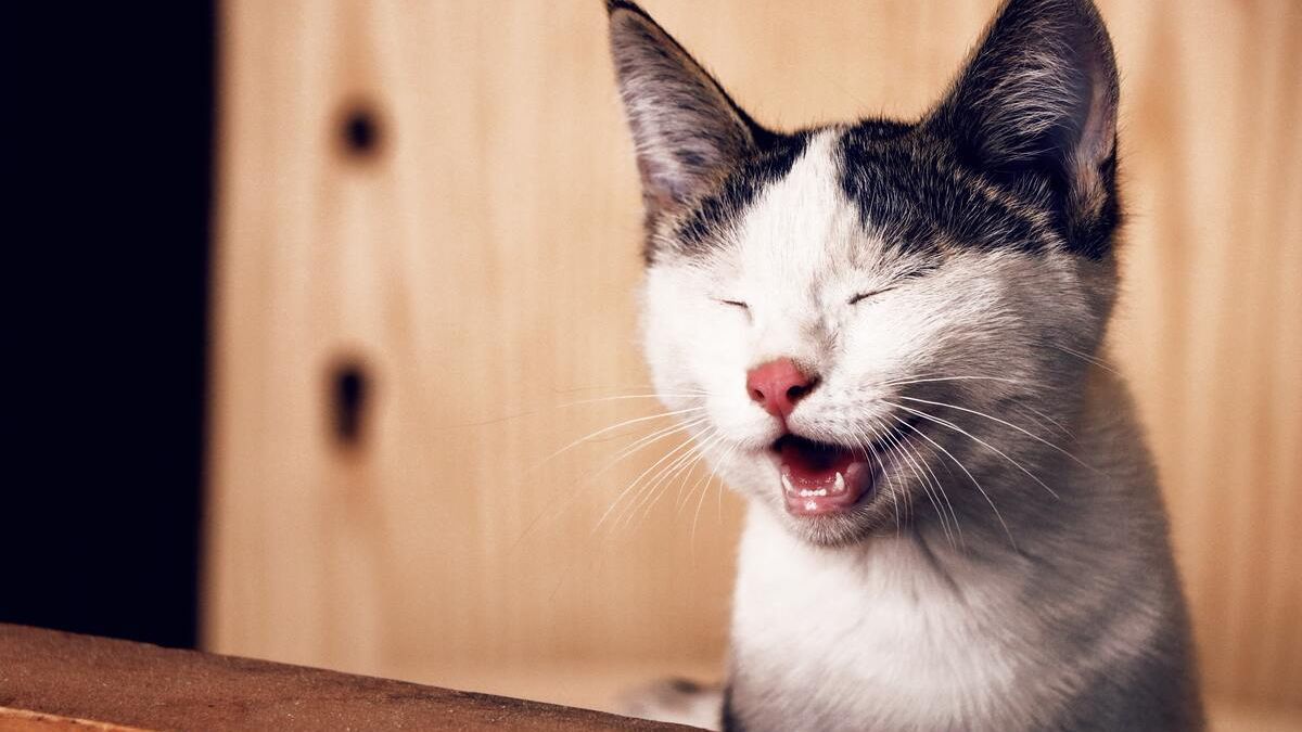 Voici les 9 choses que votre chat déteste chez vous et que vous continuez à faire
