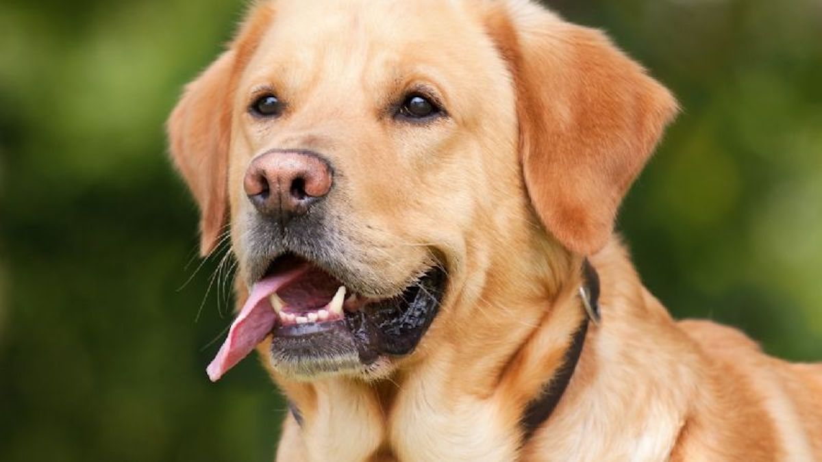 Voici les meilleures astuces efficaces pour éliminer la mauvaise haleine de votre chien