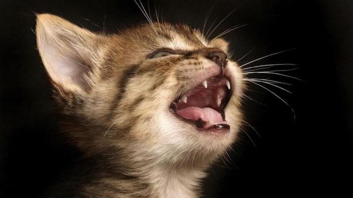 Voici pourquoi les chats font des bruits étranges aux premières heures du matin