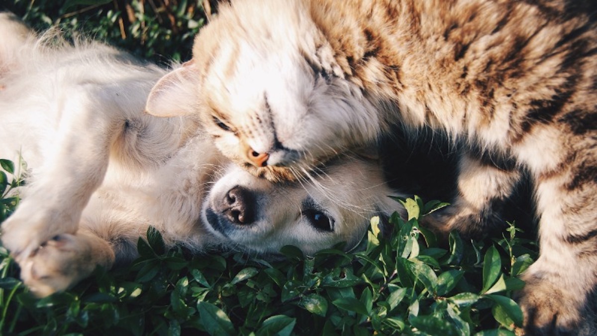 4 plantes très TOXIQUES pour vos animaux de compagnie, proscrivez-les de votre maison !