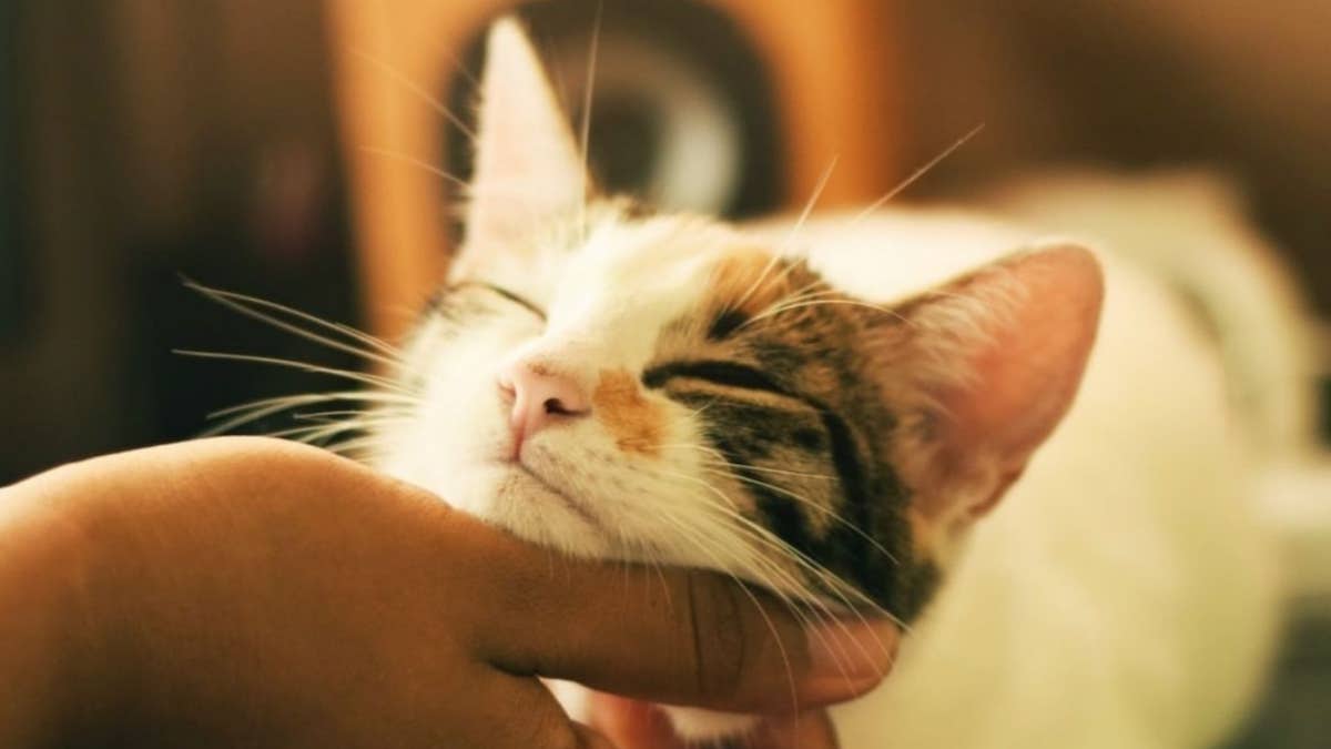 5 conseils pour gagner facilement la confiance de votre chat