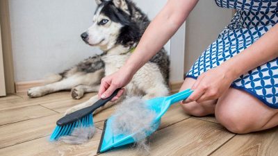 5 conseils efficaces pour éviter la perte de poils de votre chien