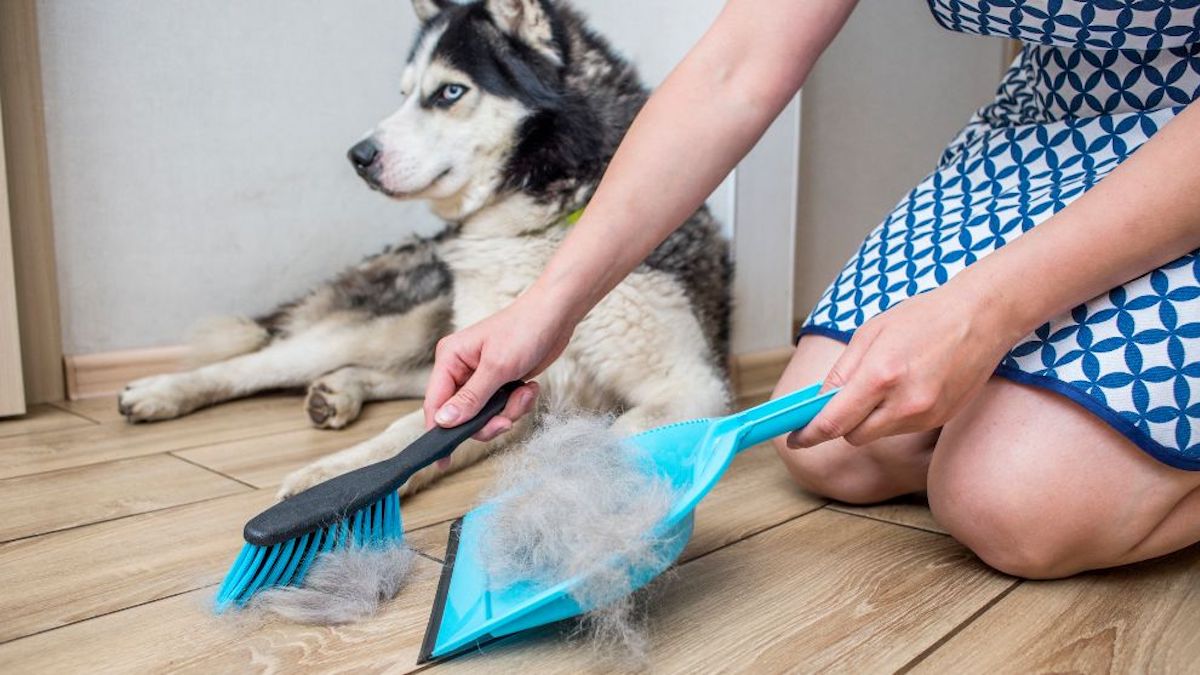 5 conseils efficaces pour éviter la perte de poils de votre chien