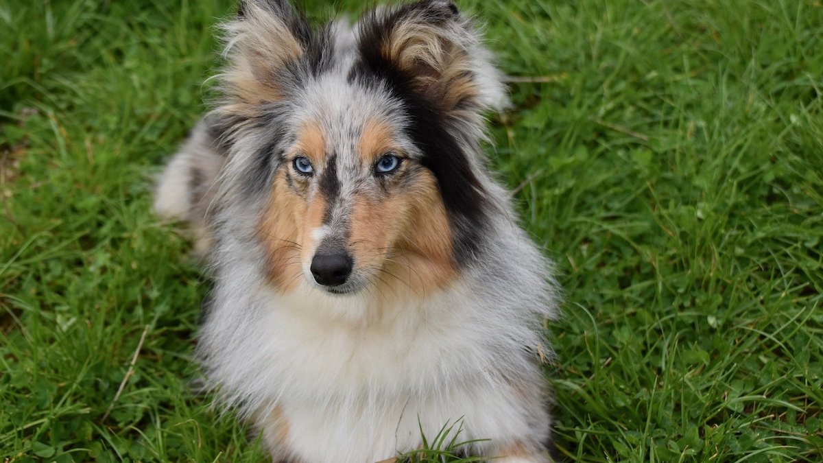 Attention, ne laissez jamais votre chien faire ça ! Votre santé est en danger