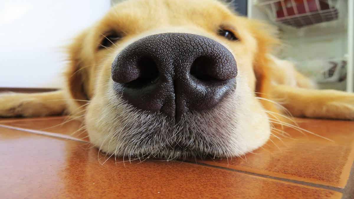 Attention : voici les causes de la sécheresse de la truffe de votre chien