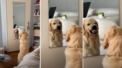 Que voit un chien lorsqu'il se regarde dans un miroir ? Voici les explications