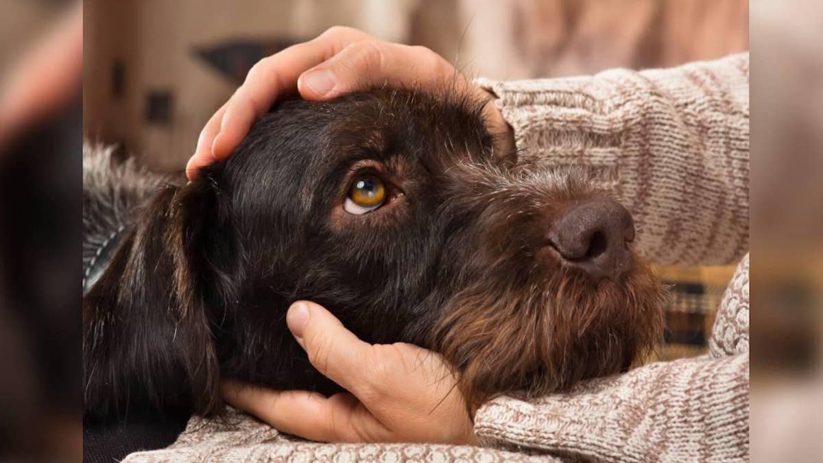 Combien d'années représente une année pour un chien ? Apprenez à calculer l'âge de votre chien