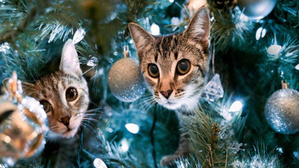 Comment empêcher votre chat de faire tomber le sapin de Noël ?