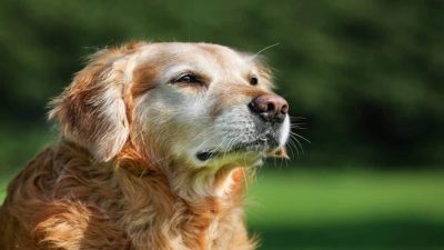 Comment éviter que votre vieux chien ne souffre de démence et comment l'identifier