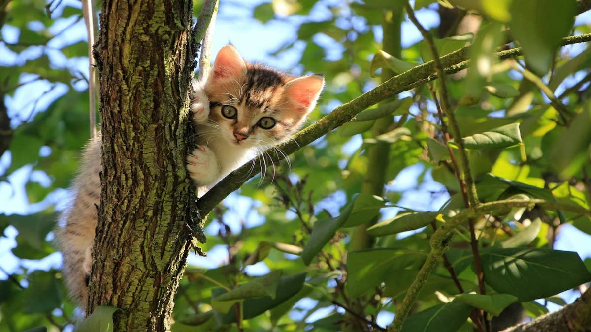 Comment les chats parviennent-ils à se faufiler dans des espaces aussi restreints ?