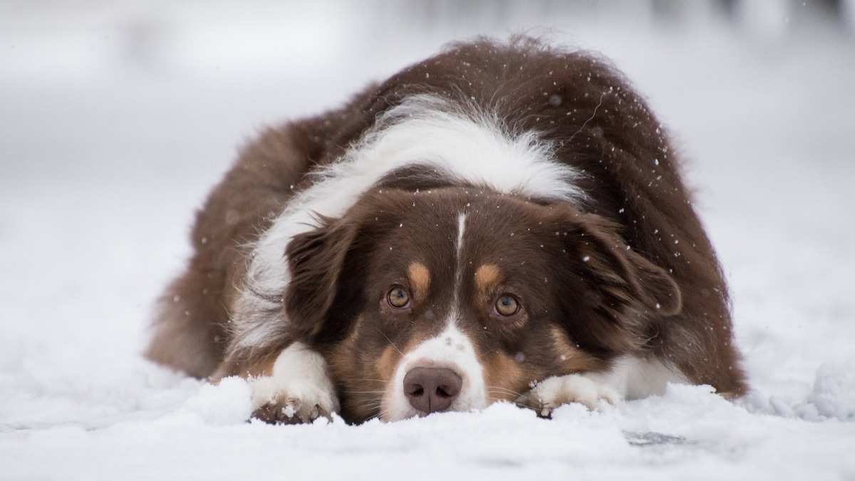 Comment savoir si votre chien a froid ? Voici les signes qui doivent vous alerter
