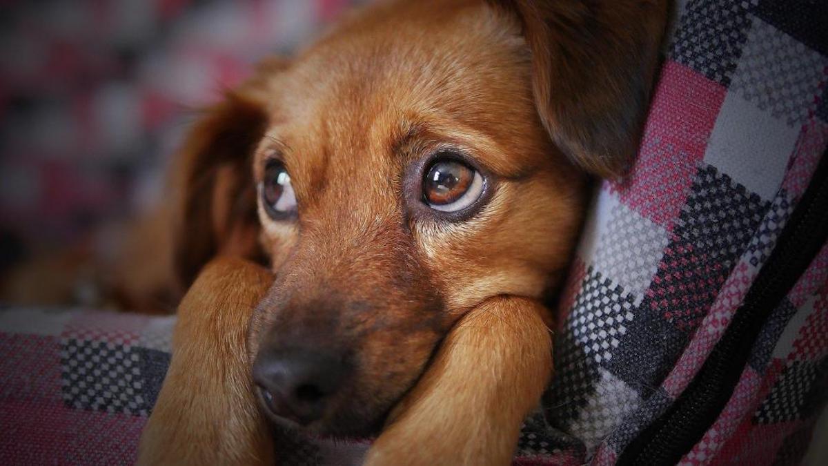 Comment travailler sur la peur avec les chiens nouvellement adoptés