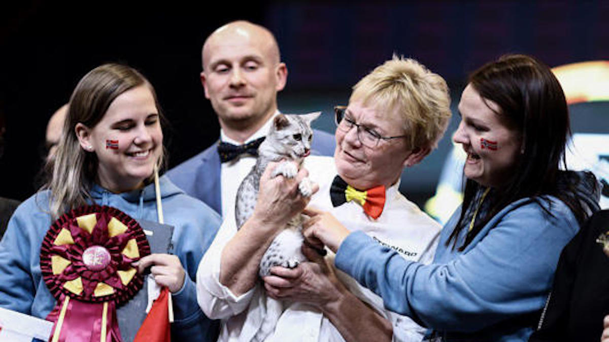 Concours des chats les plus mignons du monde : voici quelques-uns des participants (photos)