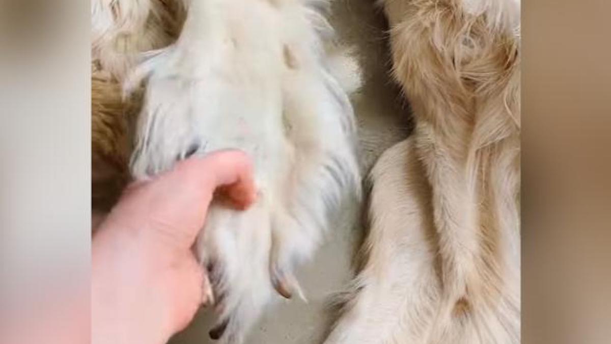 Controverse : Une famille a transformé son chien décédé en tapis, "Nous voulons le garder pour toujours"