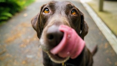 Découvrez 9 faits amusants sur les chiens que vous ne connaissiez probablement pas