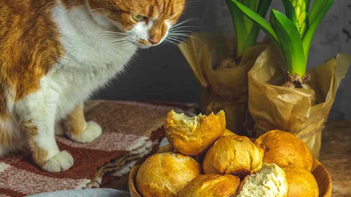 Découvrez ce qui arrive aux chats lorsque vous lui donnez du pain à manger