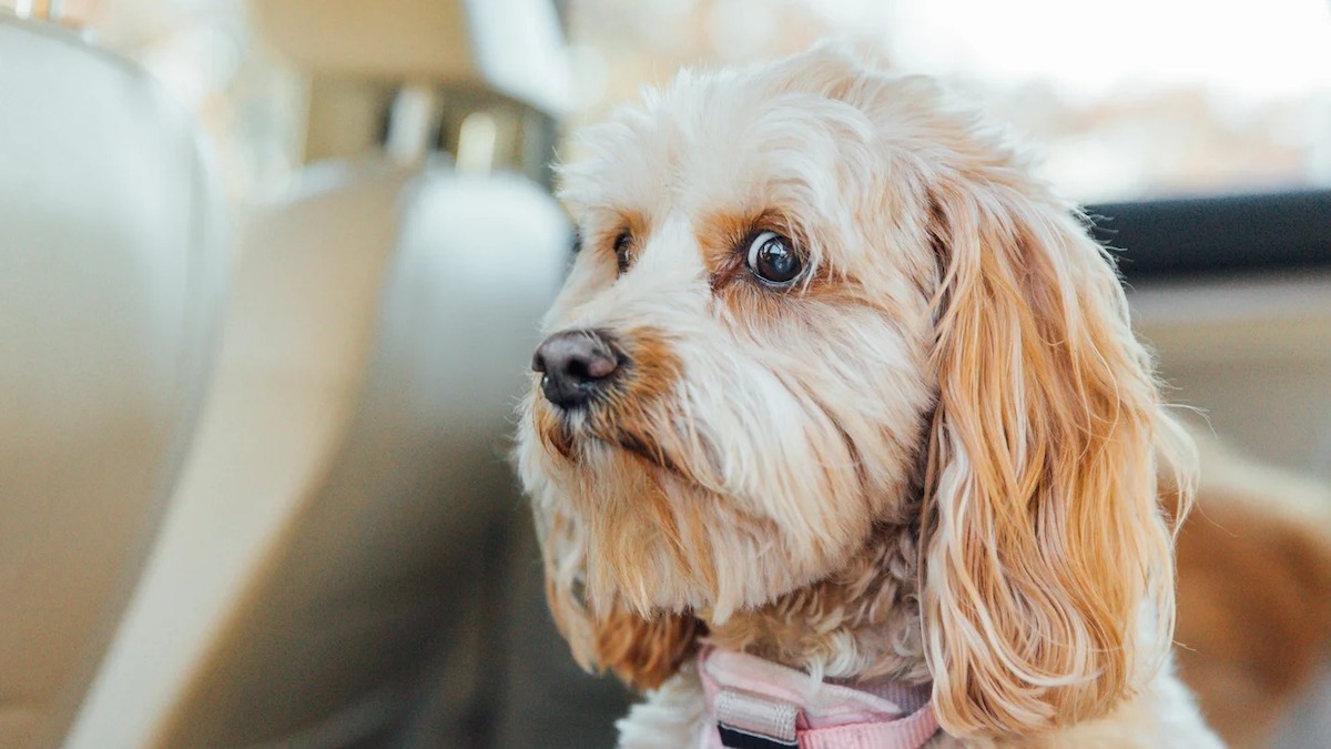 Découvrez les gestes que font les chiens et les chats pour montrer qu'ils sont stressés