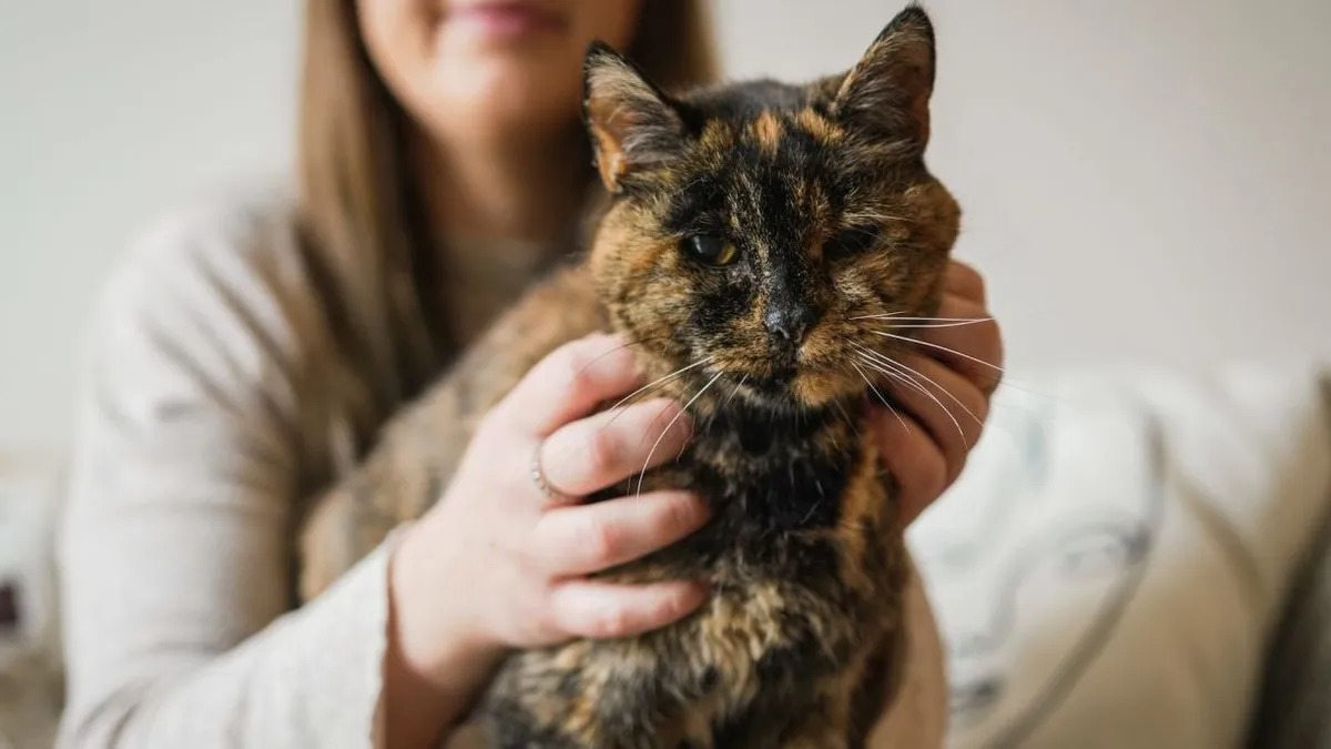 Découvrez Flossie, 27 ans : le chat qui vit le plus longtemps au monde