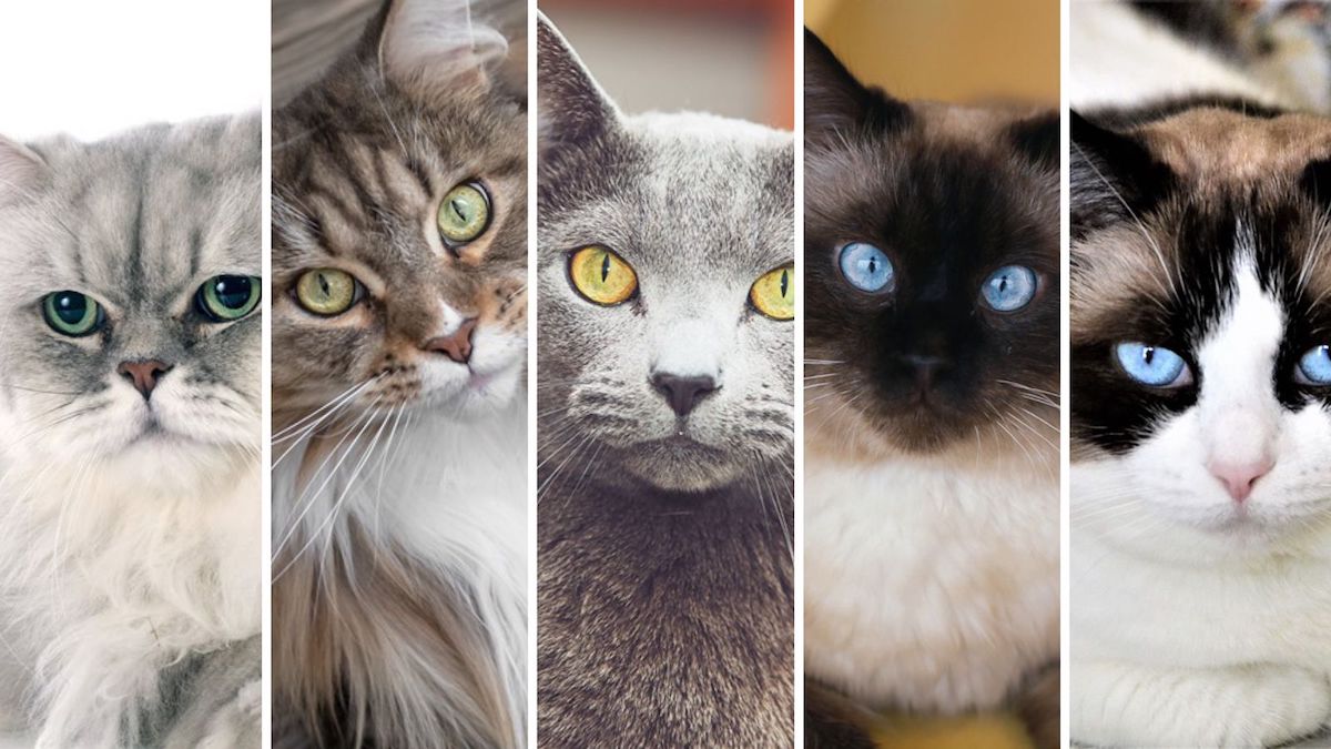 Découvrez quelles sont les 5 races de chats les plus adorables du monde