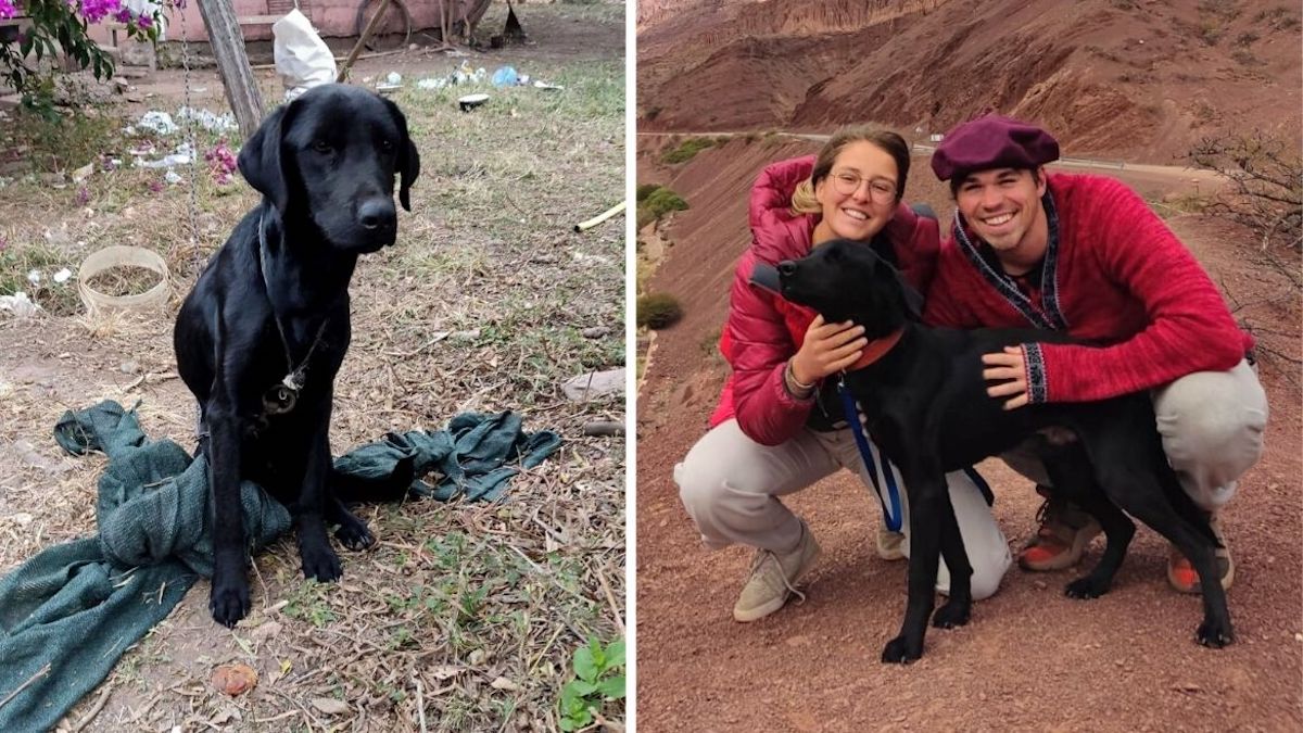 Des touristes trouvent un chien, décident de l'adopter et de l'emmener avec eux en Allemagne
