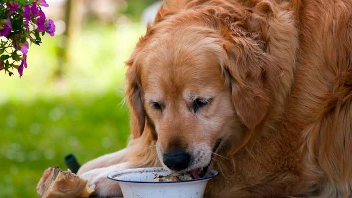 Diabète chez le chien et le chat : voici comment l'identifier