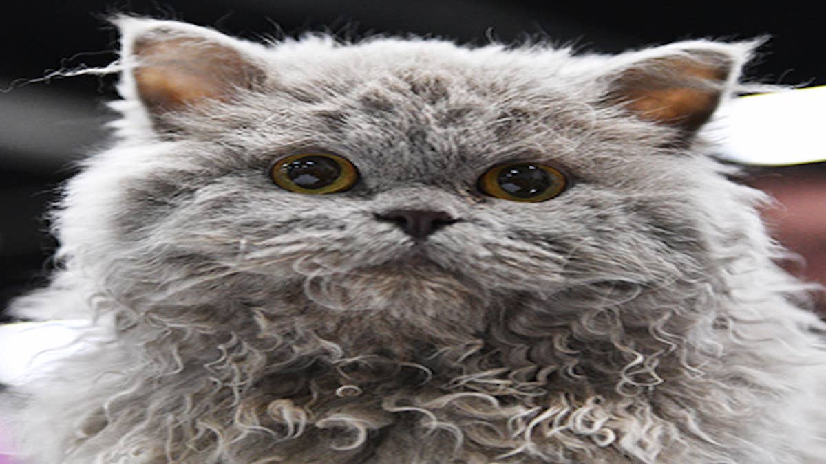 Est-ce un chat ou une peluche ? Rencontrez la race de chat Selkirk rex