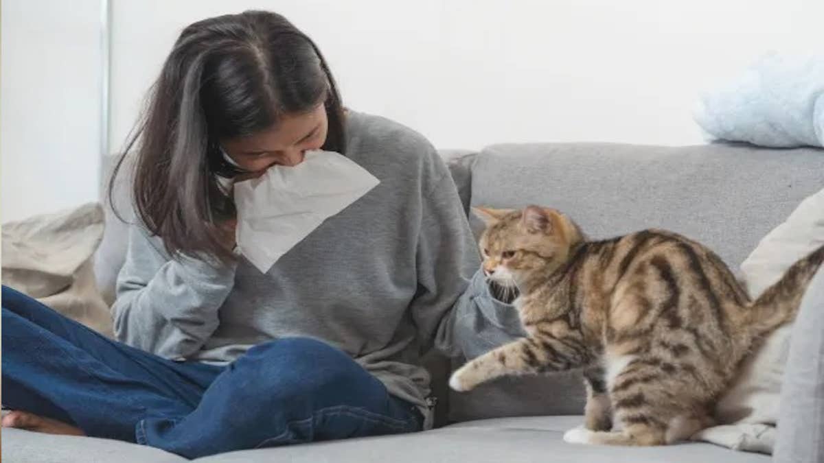 Êtes-vous allergique aux chats ? Causes, symptômes et traitement