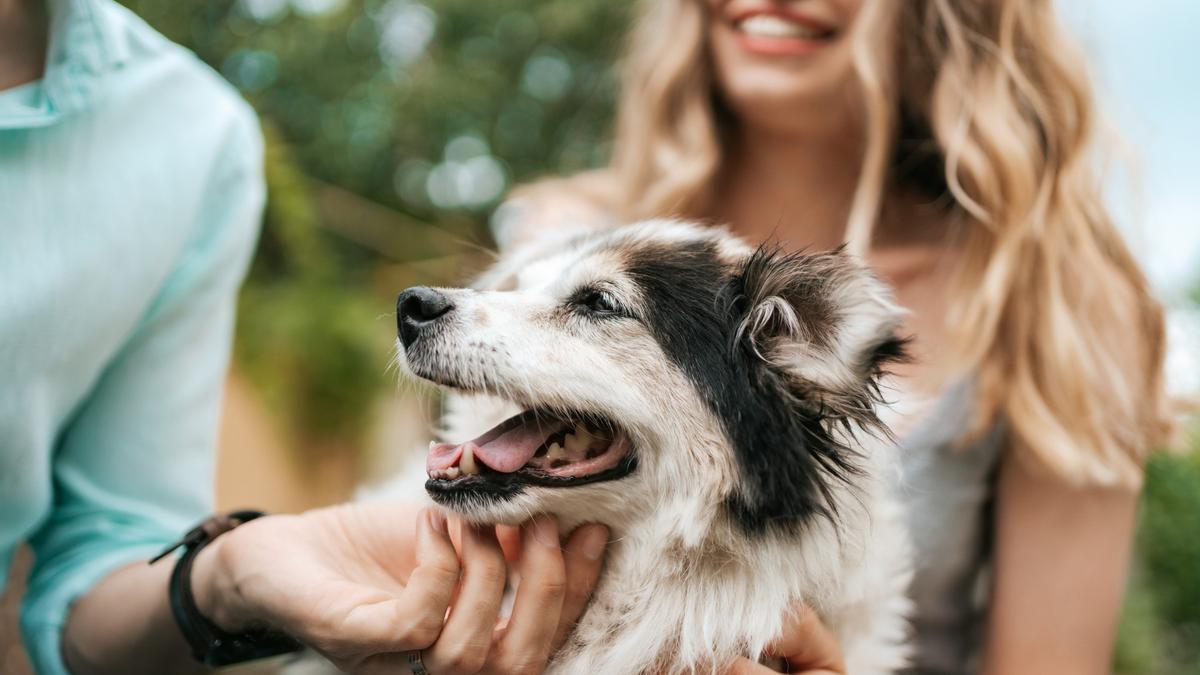 6 races de chiens qui vivent le plus longtemps, ils vous accompagneront de nombreuses années