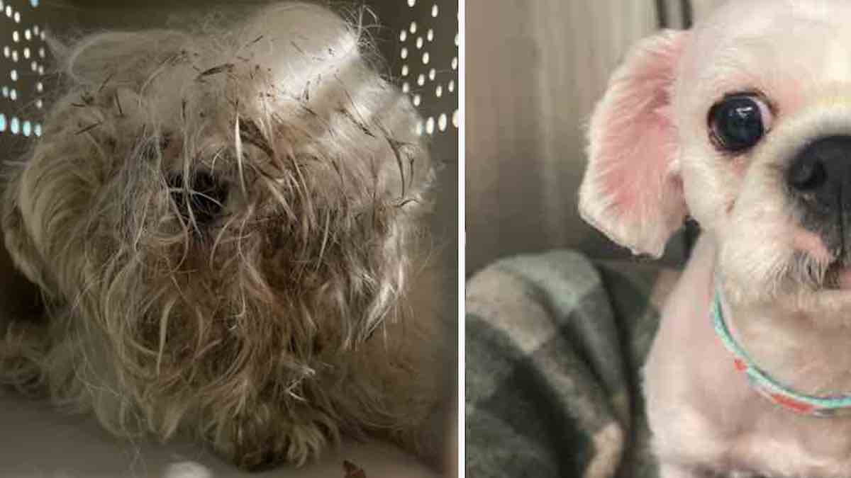 Incroyable transformation : un chien errant en mauvais état est méconnaissable après son adoption