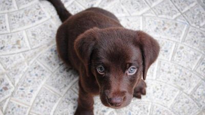 Voici à quelle fréquence il faut promener un chiot