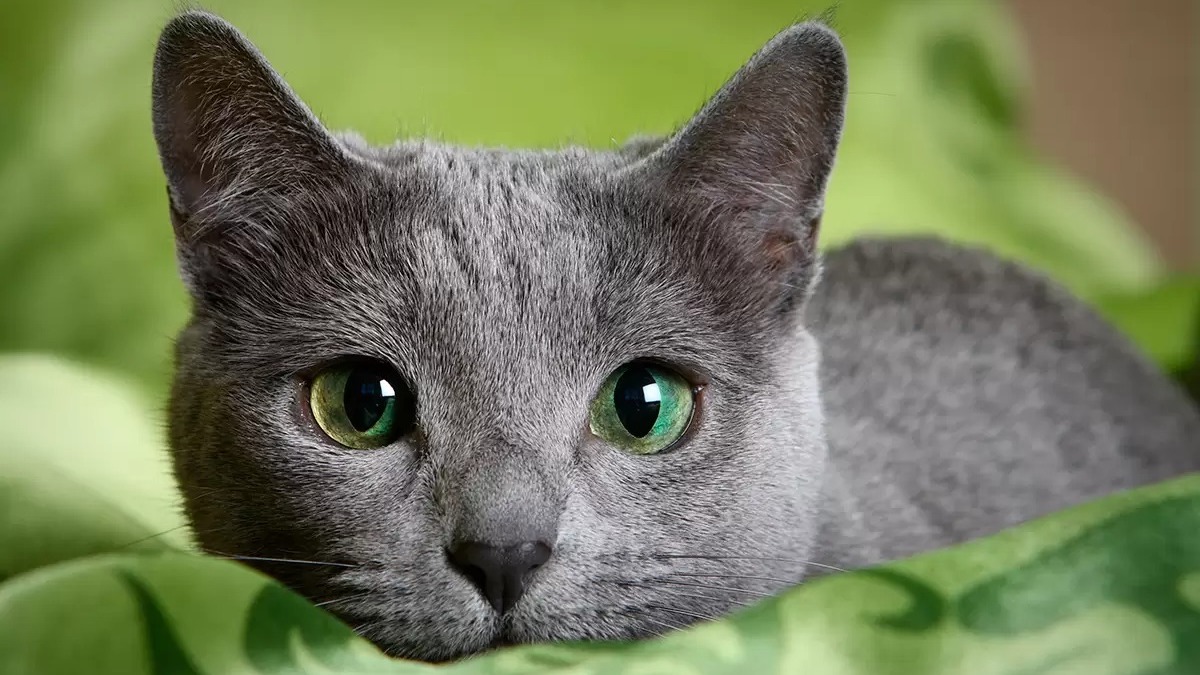 Le chat Bleu russe : l'une des plus anciennes, des plus loyales et des plus belles races de chats