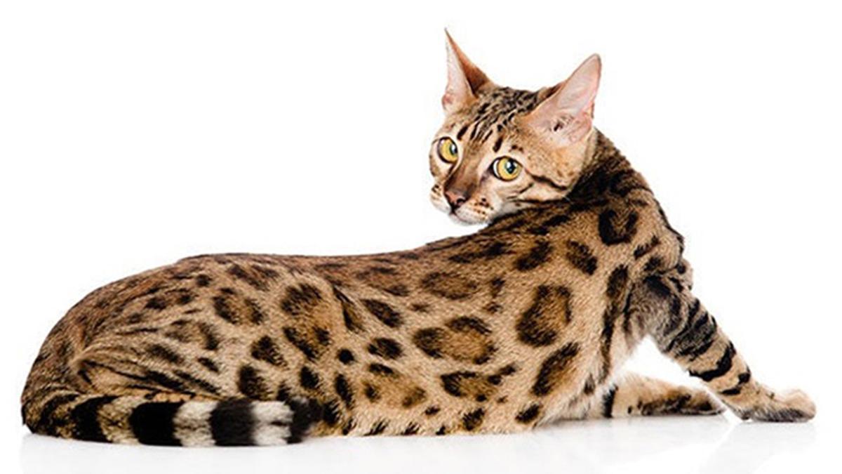 Le chat du Bengale ressemble à un léopard : voici ce que c'est que de l'avoir comme animal de compagnie et son coût