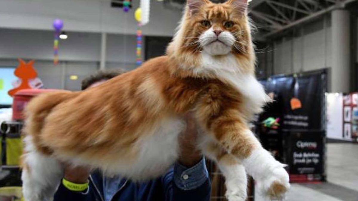 Découvrez le Maine Coon, le chat le plus grand du monde, impressionnant !