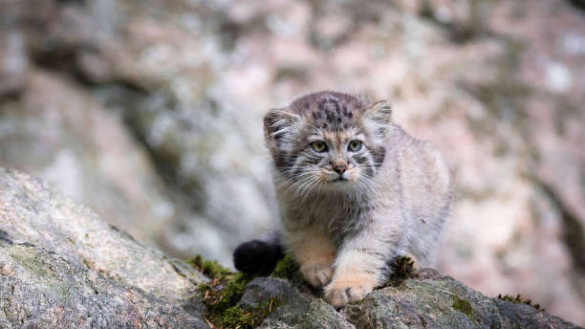 Découvrez les 5 chats les plus étranges du monde, vous allez être surpris !