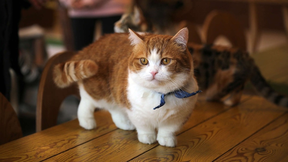 Les 5 races de chats les plus étranges du monde